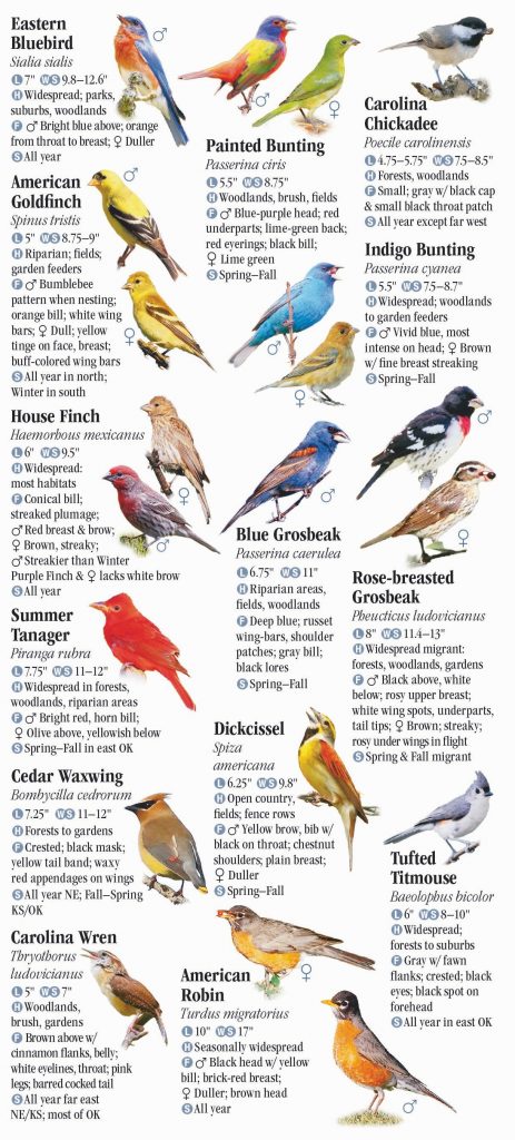 Common Red, Orange, and Yellow Birds in Oklahoma