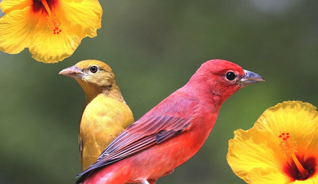 Common Red, Orange, and Yellow Birds in Oklahoma