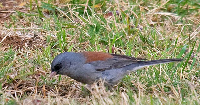 Dark-eyed Juncos summer in forest openings in northern parts of North America and in forested mountains in the West