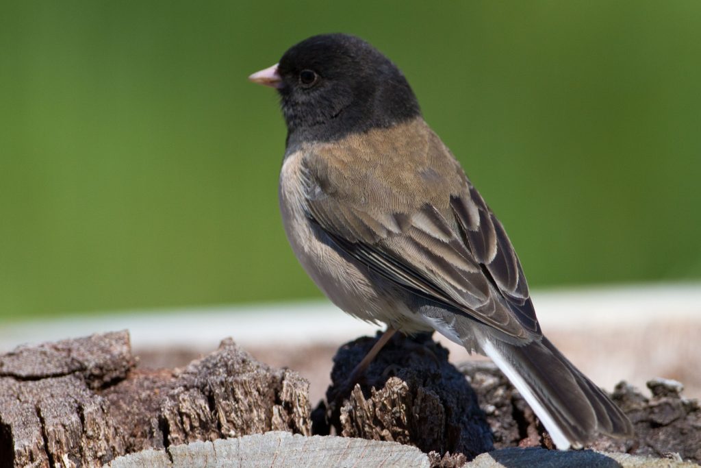 Dark-eyed Juncos summer in forest openings in northern parts of North America and in forested mountains in the West