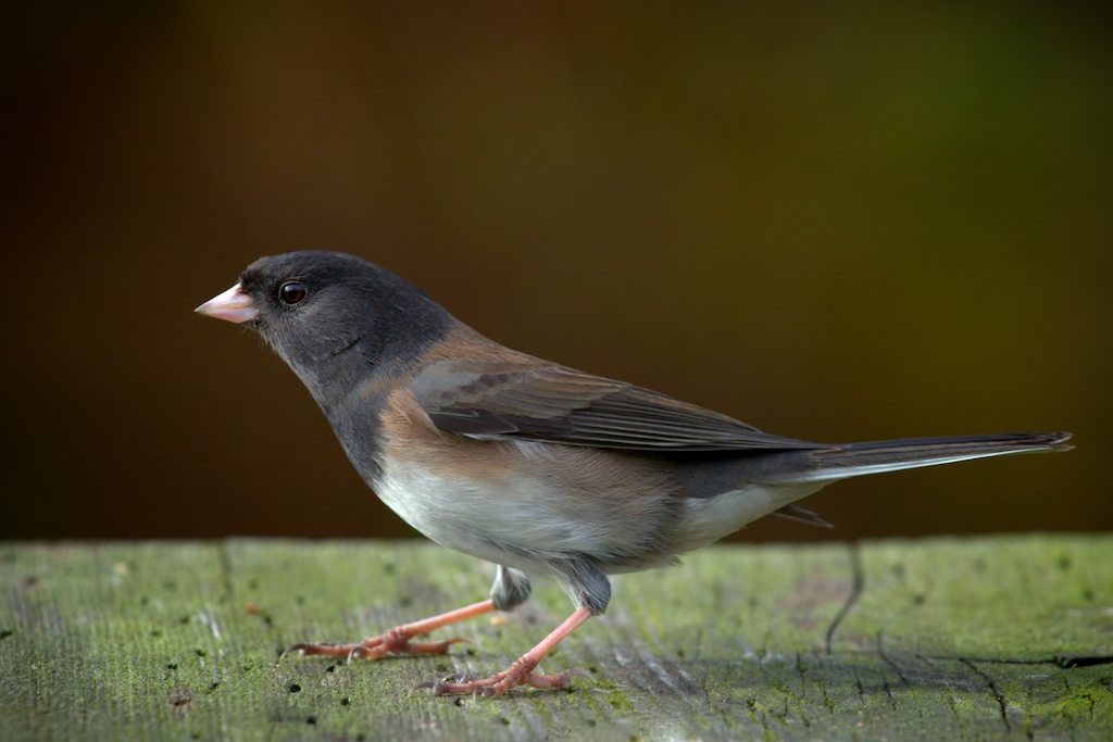 Dark-eyed Juncos summer in forest openings in northern parts of North America and in forested mountains in the West