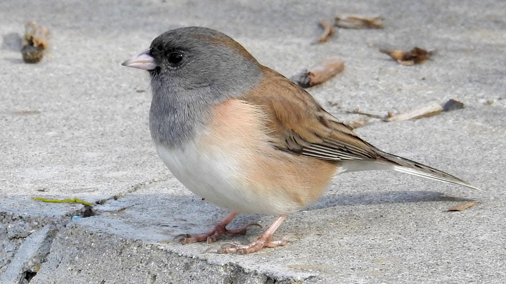 Dark-eyed Juncos summer in forest openings in northern parts of North America and in forested mountains in the West