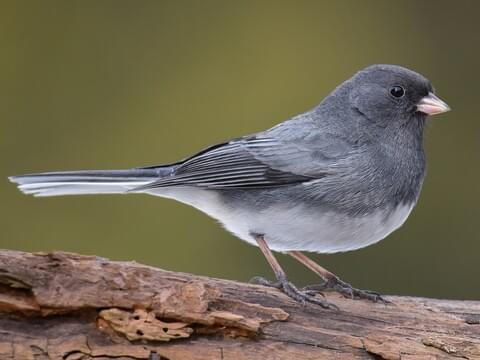 Dark-eyed Juncos summer in forest openings in northern parts of North America and in forested mountains in the West