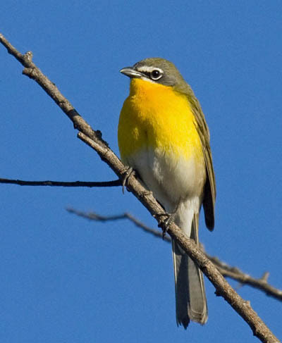 Discover the Vibrant Red, Orange, and Yellow Birds of Virginia