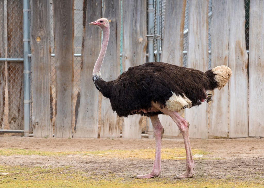 Do Birds Have Backward-Bending Knees? Exploring Bird Legs and Feet Anatomy