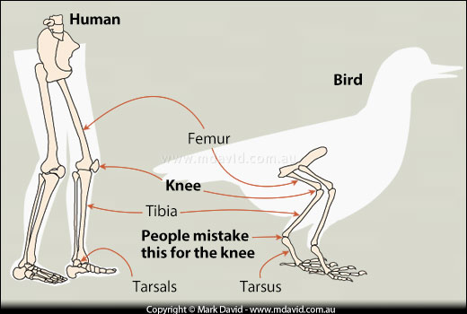 Do Birds Have Backward-Bending Knees? Exploring Bird Legs and Feet Anatomy