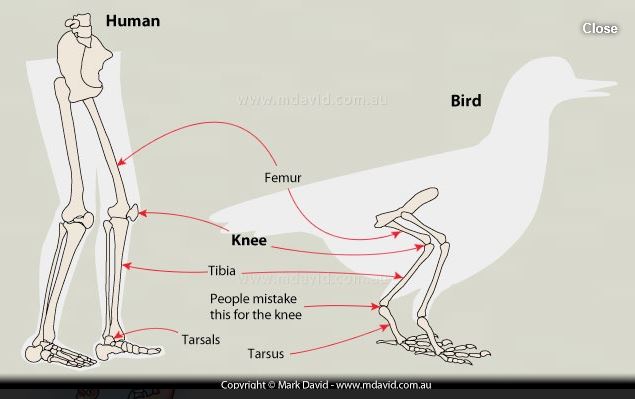 Do Birds Have Backward-Bending Knees? Exploring Bird Legs and Feet Anatomy