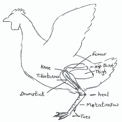 Do Birds Have Backward-Bending Knees? Exploring Bird Legs and Feet Anatomy