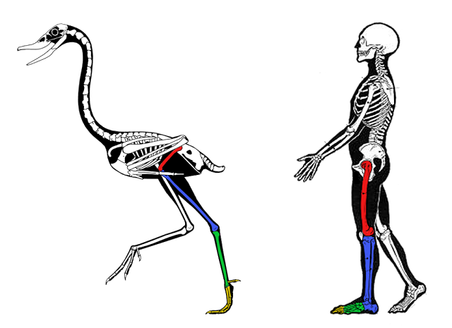 Do Birds Have Backward-Bending Knees? Exploring Bird Legs and Feet Anatomy