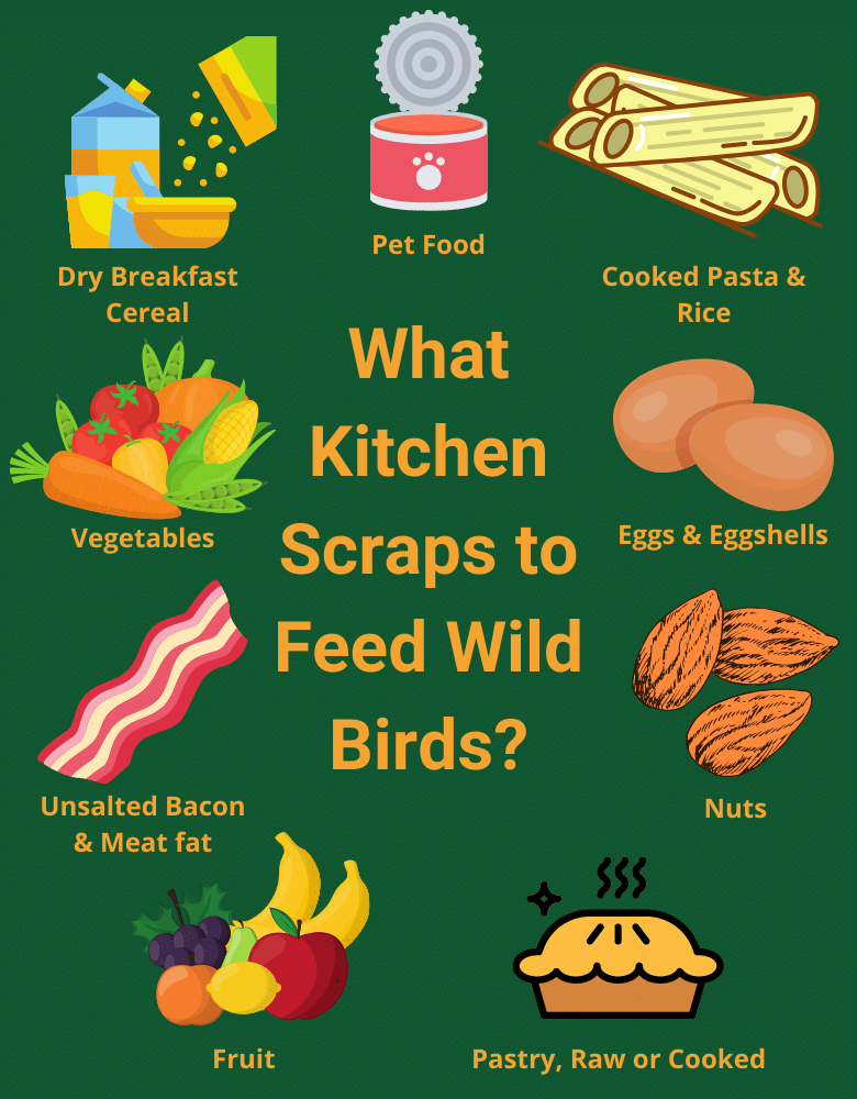 Feeding Birds: Cheap and Easy Kitchen Scrap Tips