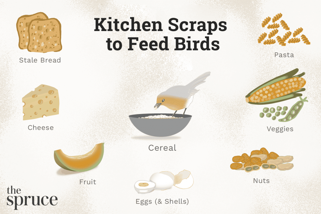 Feeding Birds: Cheap and Easy Kitchen Scrap Tips