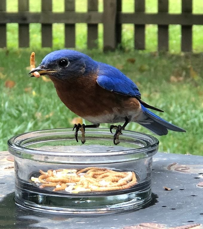 Feeding Birds Mealworms: A Guide to Attracting Bluebirds, Thrushes, Robins, and Wrens