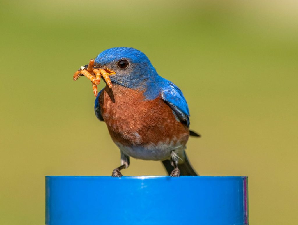 Feeding Birds Mealworms: A Guide to Attracting Bluebirds, Thrushes, Robins, and Wrens