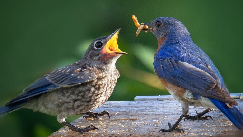 Feeding Birds Mealworms: A Guide to Attracting Bluebirds, Thrushes, Robins, and Wrens