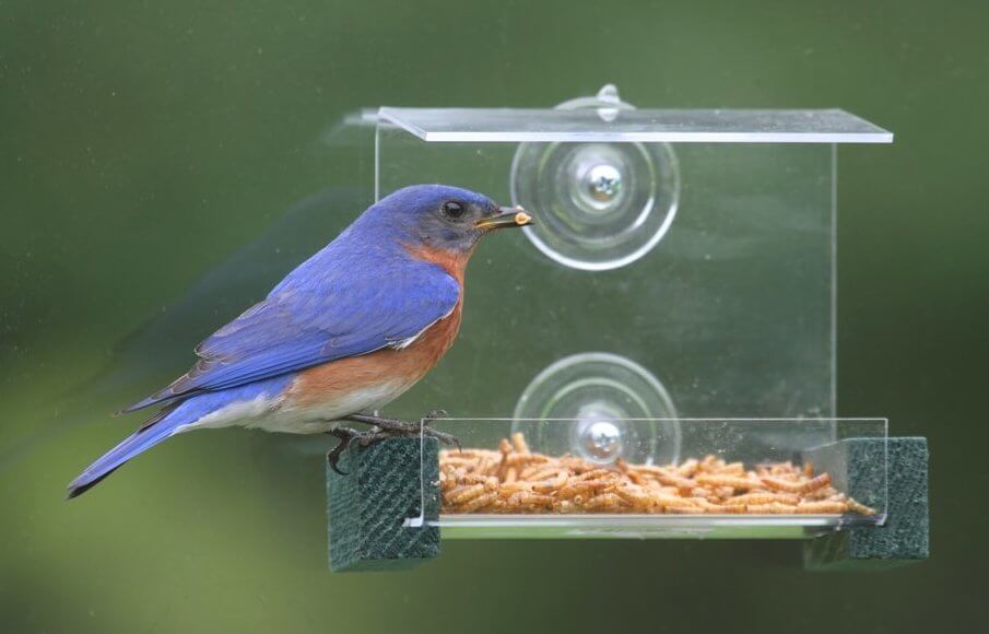 Feeding Birds Mealworms: A Guide to Attracting Bluebirds, Thrushes, Robins, and Wrens