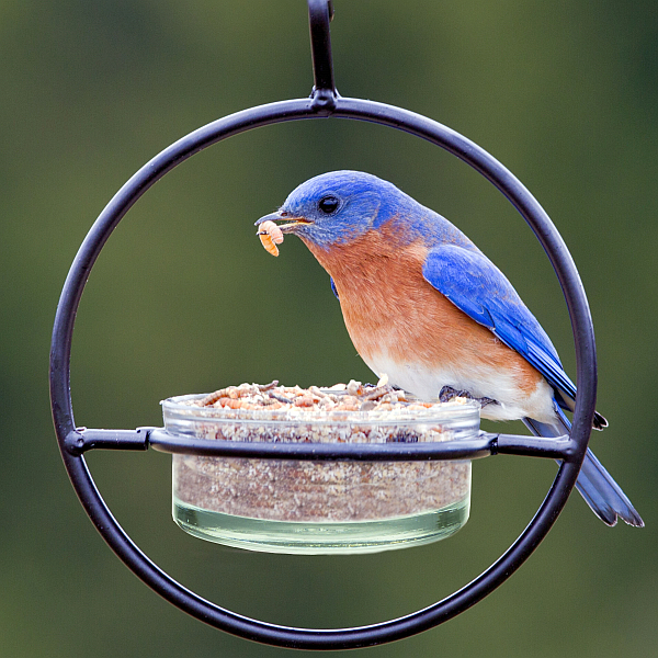 Feeding Birds Mealworms: A Guide to Attracting Bluebirds, Thrushes, Robins, and Wrens