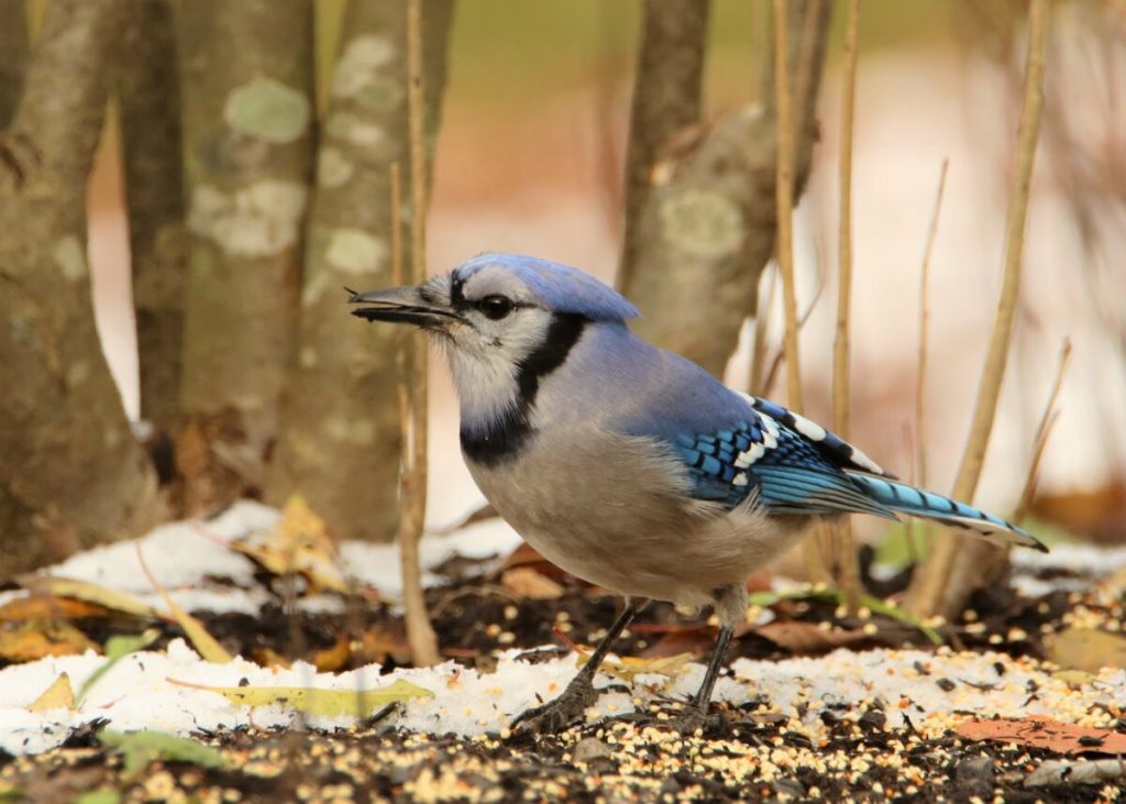 Feeding Winter Birds in Pennsylvania: A Source of Enjoyment and Benefit for Both Birds and Humans