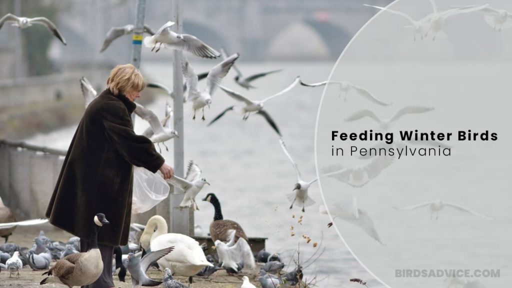 Feeding Winter Birds in Pennsylvania: A Source of Enjoyment and Benefit for Both Birds and Humans
