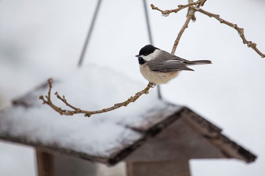 Feeding Winter Birds in Pennsylvania: A Source of Enjoyment and Benefit for Both Birds and Humans