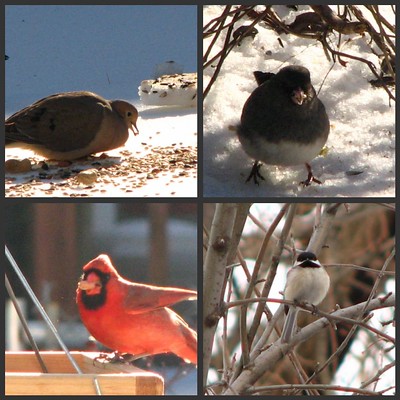 Feeding Winter Birds in Pennsylvania: A Source of Enjoyment and Benefit for Both Birds and Humans