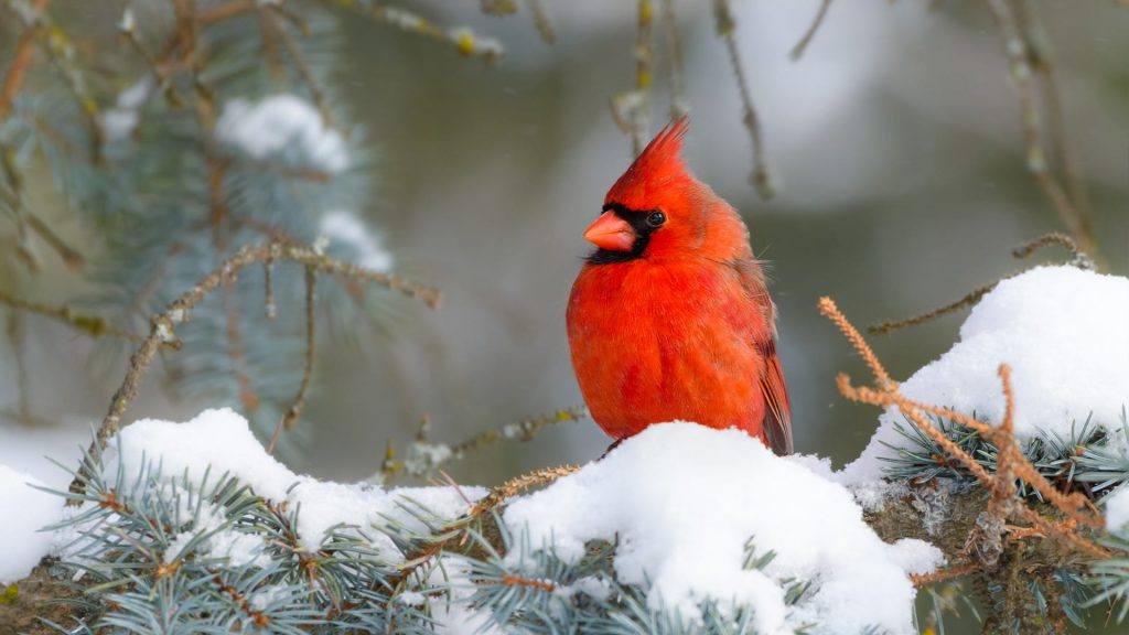 Feeding Winter Birds in Pennsylvania: A Source of Enjoyment and Benefit for Both Birds and Humans