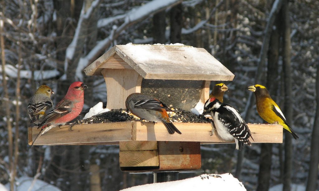 Feeding Winter Birds in Wisconsin: Tips and Recommendations