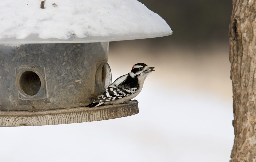 Feeding Winter Birds in Wisconsin: Tips and Recommendations