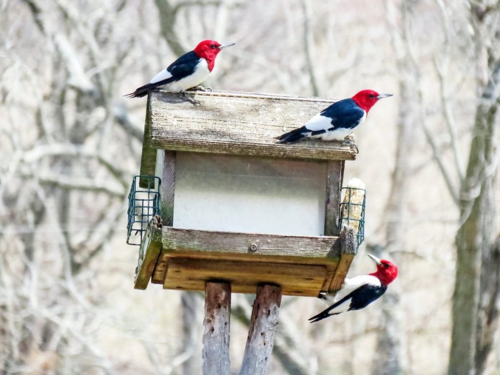 Feeding Winter Birds in Wisconsin: Tips and Recommendations