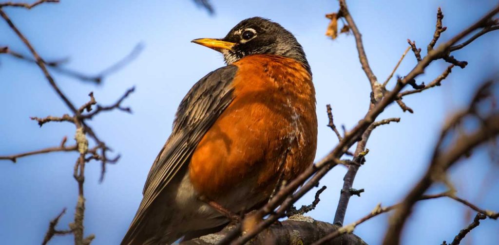 Feeding Winter Birds in Wisconsin: Tips and Recommendations