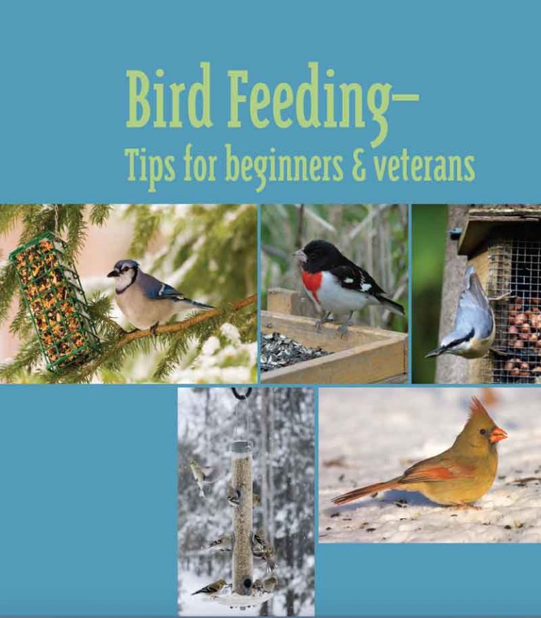 Feeding Winter Birds in Wisconsin: Tips and Recommendations