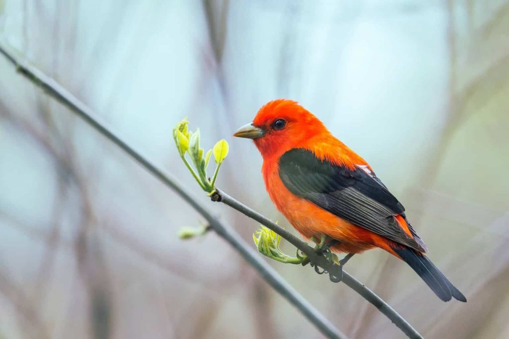 Identifying Birds in Louisiana: Red, Orange, and Yellow Feathers