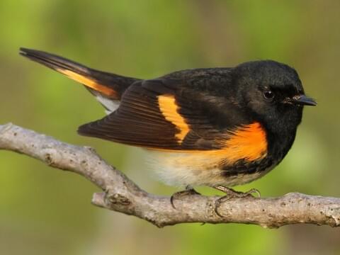 Identifying Birds in Louisiana: Red, Orange, and Yellow Feathers