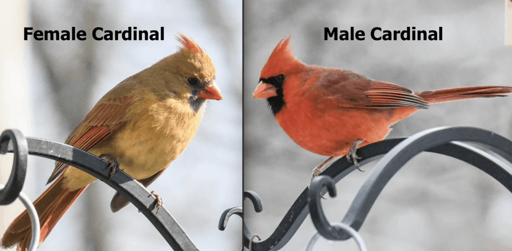 Identifying Birds in Louisiana: Red, Orange, and Yellow Feathers