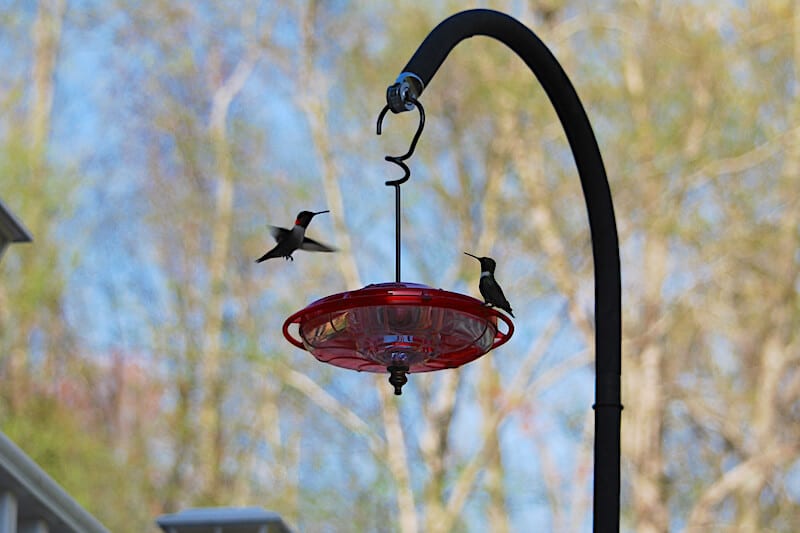 Maximize Hummingbird Attraction with Multiple Feeders