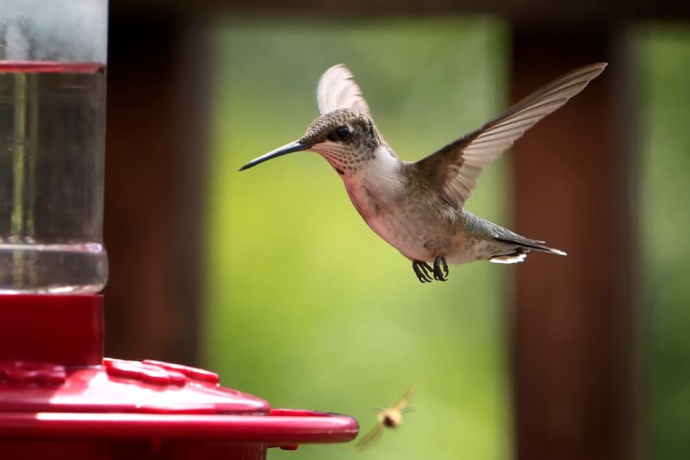 Maximize Hummingbird Attraction with Multiple Feeders