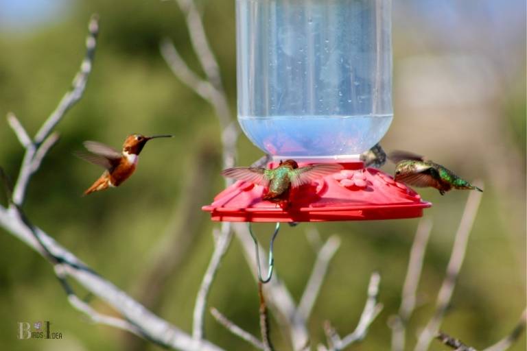 Maximize Hummingbird Attraction with Multiple Feeders