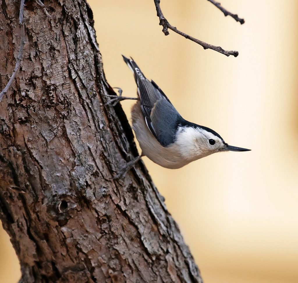 Nuthatches: Small Birds with Upside-Down Feeding Behavior