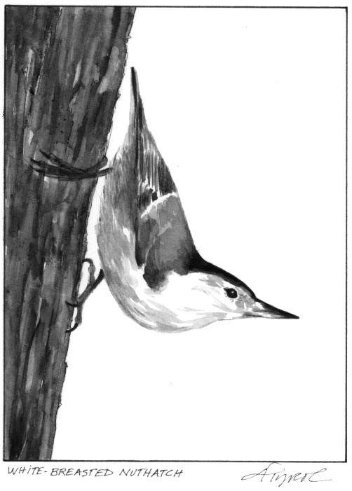 Nuthatches: Small Birds with Upside-Down Feeding Behavior