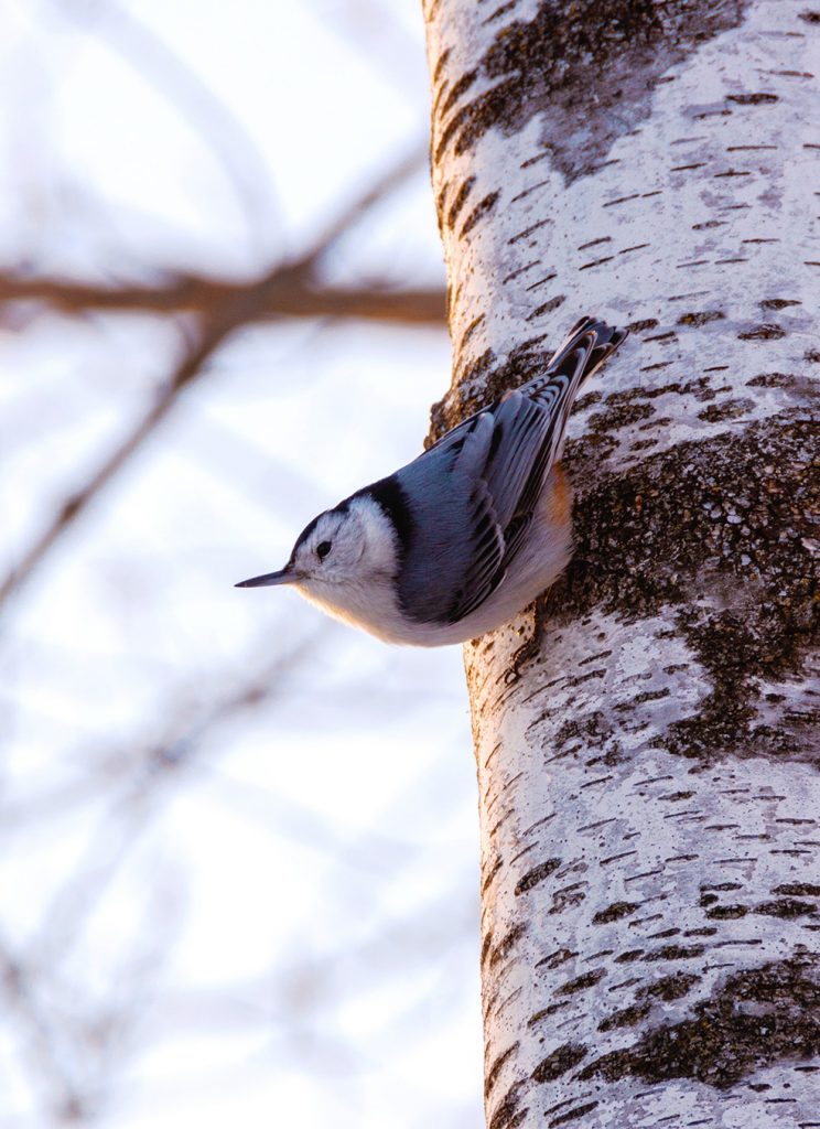 Nuthatches: Small Birds with Upside-Down Feeding Behavior