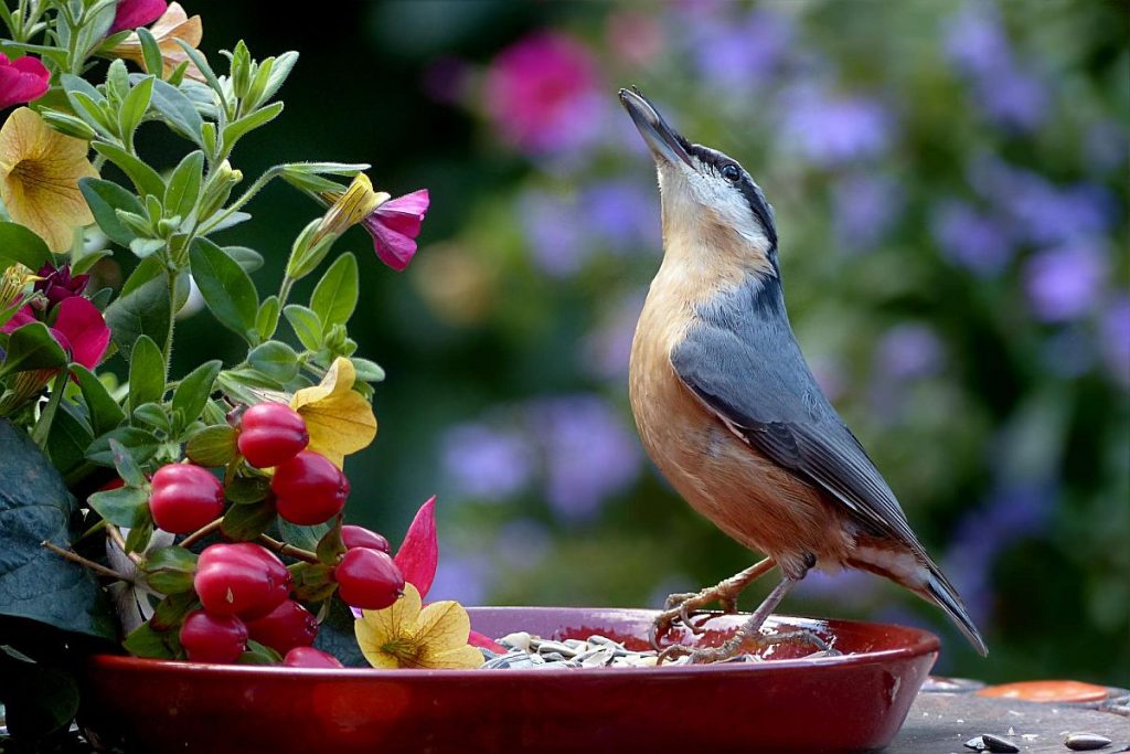 Nuthatches: Small Birds with Upside-Down Feeding Behavior