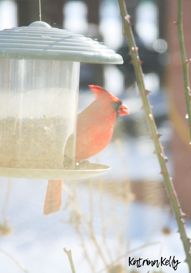Popular Winter Bird Feeding Activities in Kentucky
