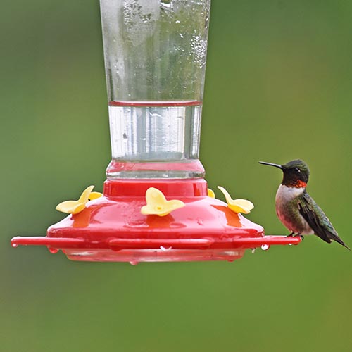 Properly Maintained Hummingbird Feeders are not Bad for Hummingbirds