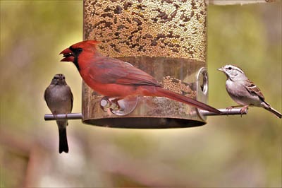 Reasons why birds throw seeds out of the feeder