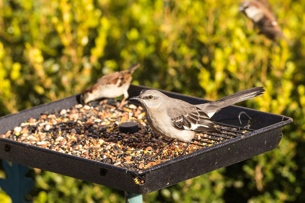 Reasons why birds throw seeds out of the feeder
