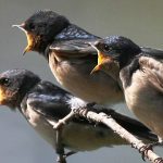 Reasons why birds throw seeds out of the feeder