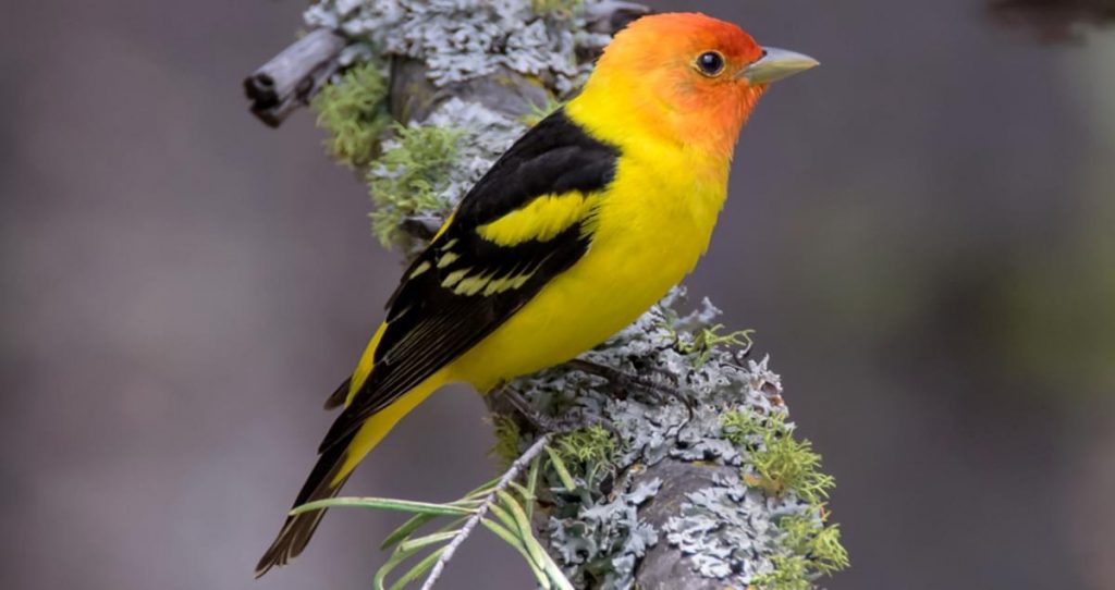 Red, Orange, and Yellow Birds Found in Maine