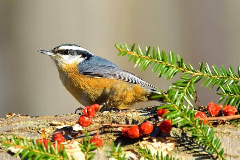 Red, Orange, and Yellow Birds Found in Maine