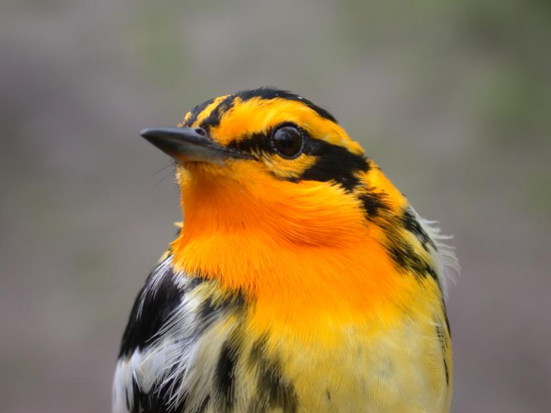 Red, Orange, and Yellow Birds Found in Maine