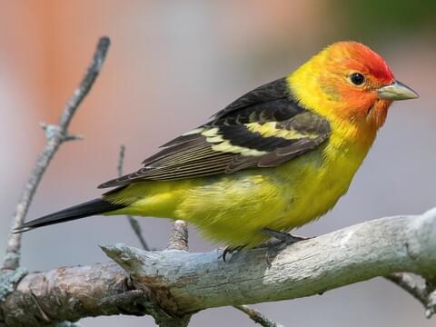 Red, Orange, and Yellow Birds Found in Maine