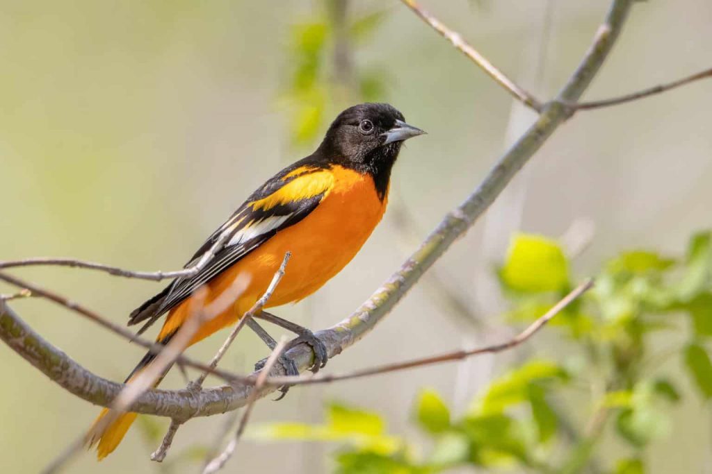 Red, Orange, and Yellow Birds of Indiana: A Comprehensive Guide